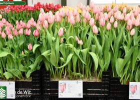 Tulipa Thijs Boots ® (1)